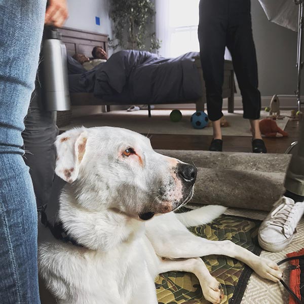 A foster dog lays waiting for his time on camera.